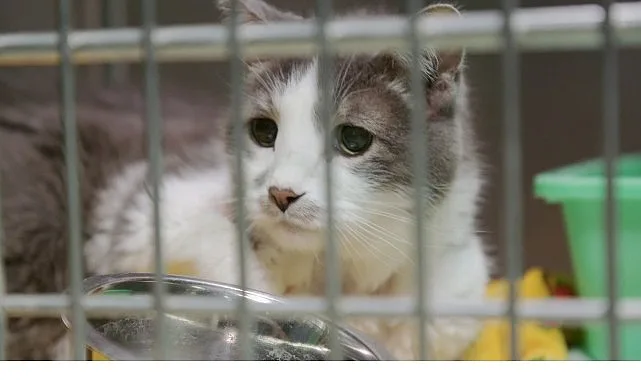 Dr. Erin ve Dr. Ben, karşılaştıkları her kedi sorununa çözüm