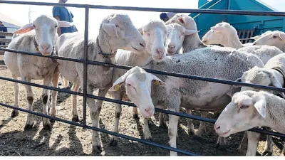 İnegöl Belediyesi, ilçeler arası iş birliğiyle Bursa hayvancılığının gelişmesine ve