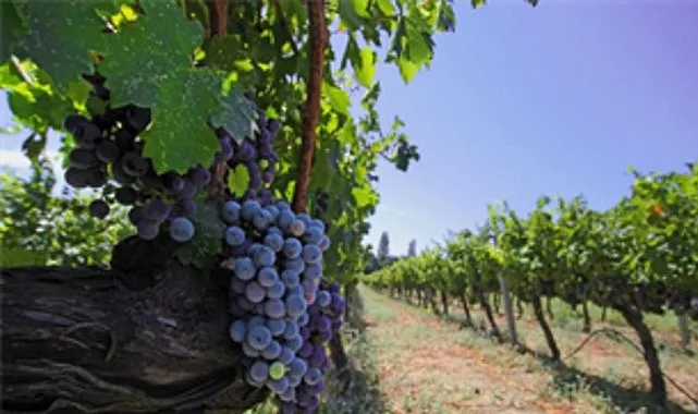 İzmir Büyükşehir Belediyesi, Avrupa Konseyi’nin kültür rotalarından biri olan Iter