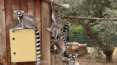 İzmir Büyükşehir Belediyesi Akdeniz Akademisi tarafından bu yıl “Dirlik” temasıyla