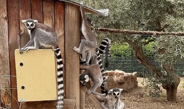 İzmir Büyükşehir Belediyesi Akdeniz Akademisi tarafından bu yıl “Dirlik” temasıyla