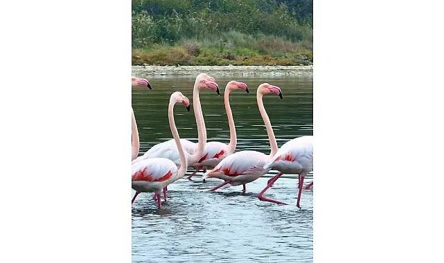 Kocaeli Büyükşehir Belediyesi’nin çalışmaları ile İzmit Körfezi her geçen gün