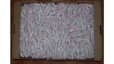 Türkiye’de kuş gribi vakasının bulunmadığını bilimsel olarak kanıtlayan kanatlı sektörü,