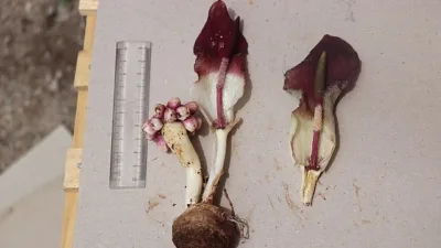 Pek çok yeni türü keşfederek bilim dünyasına kazandıran Ege Üniversitesi