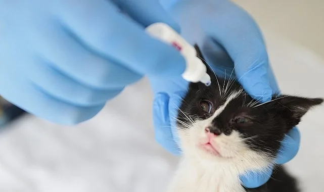 Konak Belediyesi Veteriner İşleri Müdürlüğü, sokakta yaşayan patili dostlara kucak