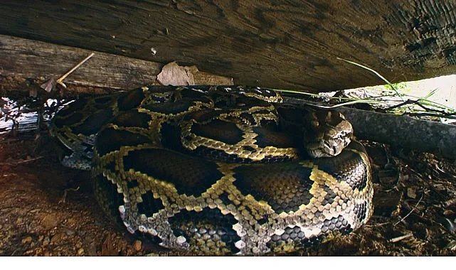 Bilim insanları ve avcılar, Florida Everglades’i tehdit eden istilacı Burma