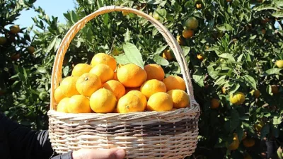 İnce kabuğu, yoğun aroması ve yüksek meyve suyu oranıyla öne