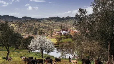 Zeytin kültürünün binlerce yıldır sürdüğü Seferihisar Orhanlı Vadisi’nde zeytin hasadı