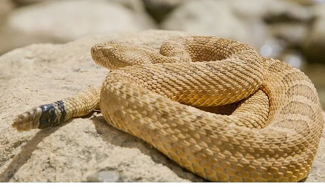 Dinozorlarla yan yana yaşamış atalarından gelen sürüngenlerin bugün 12.000’den fazla