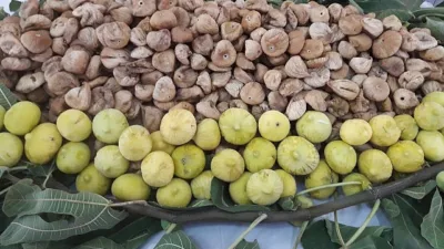 Cennet meyvesi kuru incirin en büyük ihraç pazarı Avrupa Birliği’ne