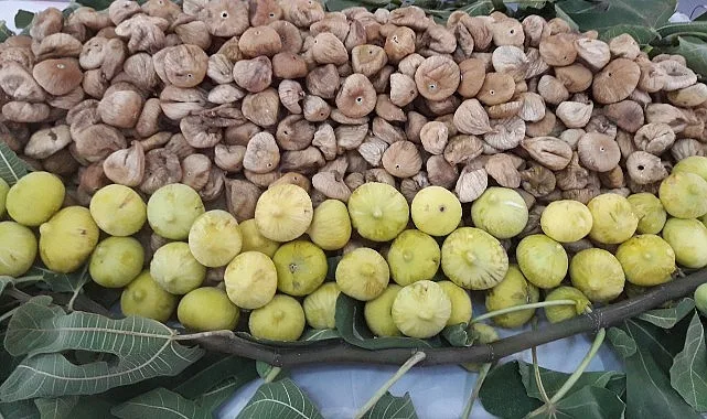 Cennet meyvesi kuru incirin en büyük ihraç pazarı Avrupa Birliği’ne