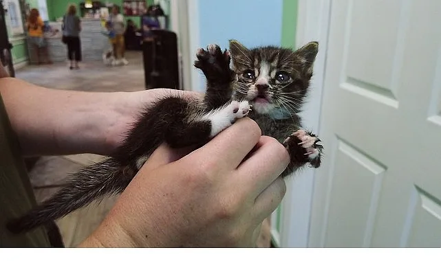 Veteriner Dostlar’ın minik dostlarımızın çeşitli rahatsızlıklarına nasıl çare bulduklarına tanık