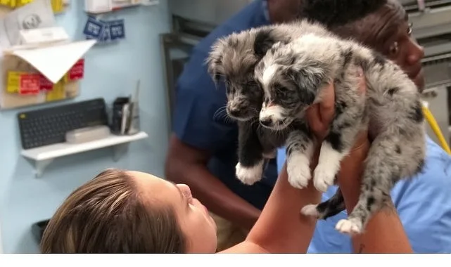 Küçükten büyüğe her türden köpeğin farklı yöntemlerle tedavi edildiği “Veteriner