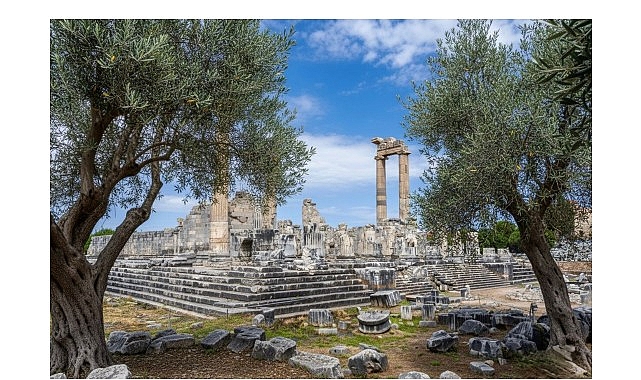 Didim Belediyesi, 26 Kasım Dünya Zeytin Ağacı Günü kapsamında yaptığı