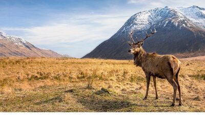 Svalbard’ın buz çölünden Akdeniz’e uzanan, Avrupa’nın en önemli habitatlarını ve