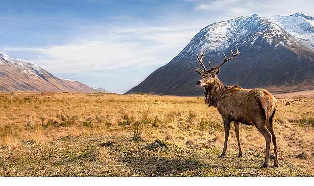 Svalbard’ın buz çölünden Akdeniz’e uzanan, Avrupa’nın en önemli habitatlarını ve