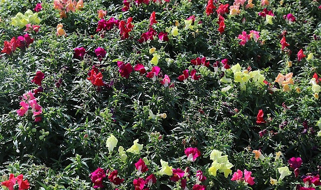 Antalya Büyükşehir Belediyesi, kış aylarında da kentin silüetini renklendirmek için