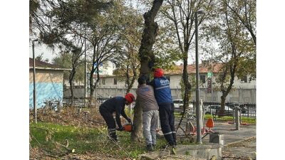 Bakırköy Belediyesi, bitki dünyasının kanseri olarak bilinen turunçgil uzun antenli