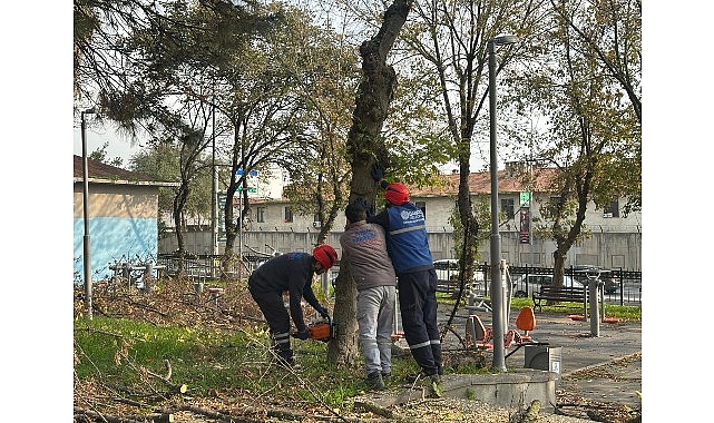 Bakırköy Belediyesi, bitki dünyasının kanseri olarak bilinen turunçgil uzun antenli