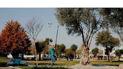 Balçova’nın parklarında yetişen zeytinler toplanıyor, Menderes’te işlenerek zeytinyağına dönüştürülüyor.