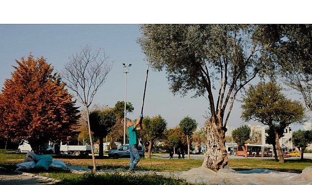 Balçova’nın parklarında yetişen zeytinler toplanıyor, Menderes’te işlenerek zeytinyağına dönüştürülüyor.
