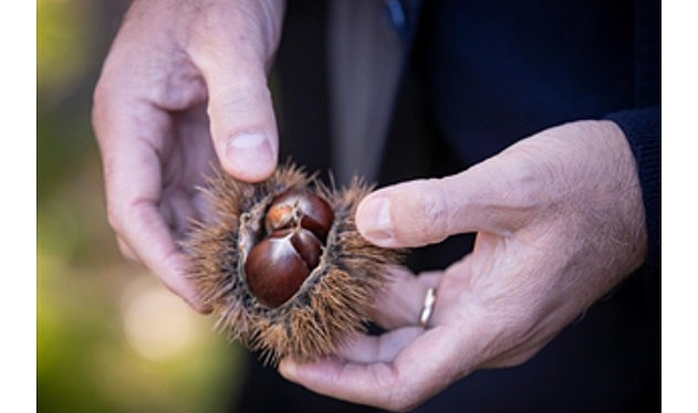 İzmir Büyükşehir Belediye Başkanı Dr. Cemil Tugay, Beydağ ilçesinde kestane