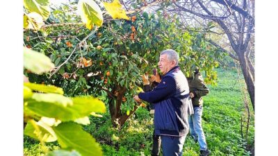 Güzelbahçe belediyesi, mevsiminde toplanması gereken mandalinayı dalında kalıp satılmadığı için