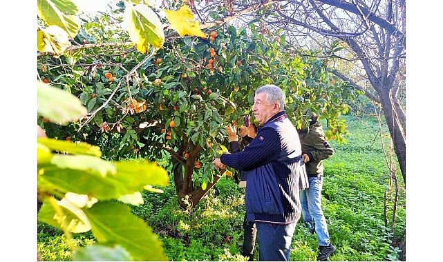 Güzelbahçe belediyesi, mevsiminde toplanması gereken mandalinayı dalında kalıp satılmadığı için