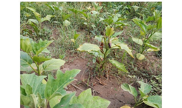 Efes Selçuk Belediyesi bünyesinde faaliyet gösteren Efes Tarlası Yaşam Köyü,