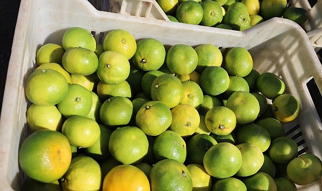 Sonbahar ve kış aylarında c vitamini deposu olan mandalinada ekim