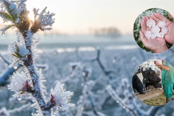 Tarım ve Orman Bakanı İbrahim Yumaklı, TARSİM’in hasar tazminatı ödemeleriyle
