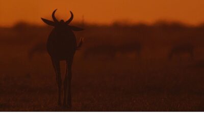 Doğal tarihin en çok belgelenen ekosistemlerinden birine bambaşka bir açıdan