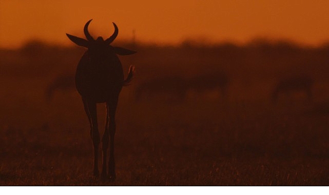 Doğal tarihin en çok belgelenen ekosistemlerinden birine bambaşka bir açıdan