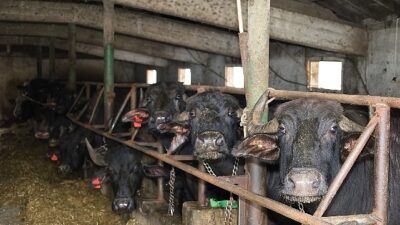 Büyükşehir Belediyesi’nin damızlık manda desteği sonrası Kocaeli’de manda sayısında artış