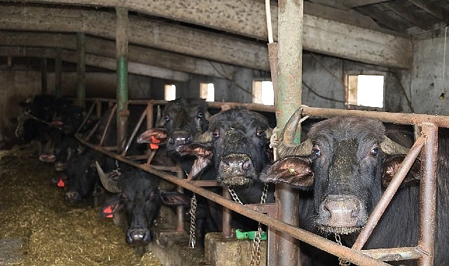 Büyükşehir Belediyesi’nin damızlık manda desteği sonrası Kocaeli’de manda sayısında artış