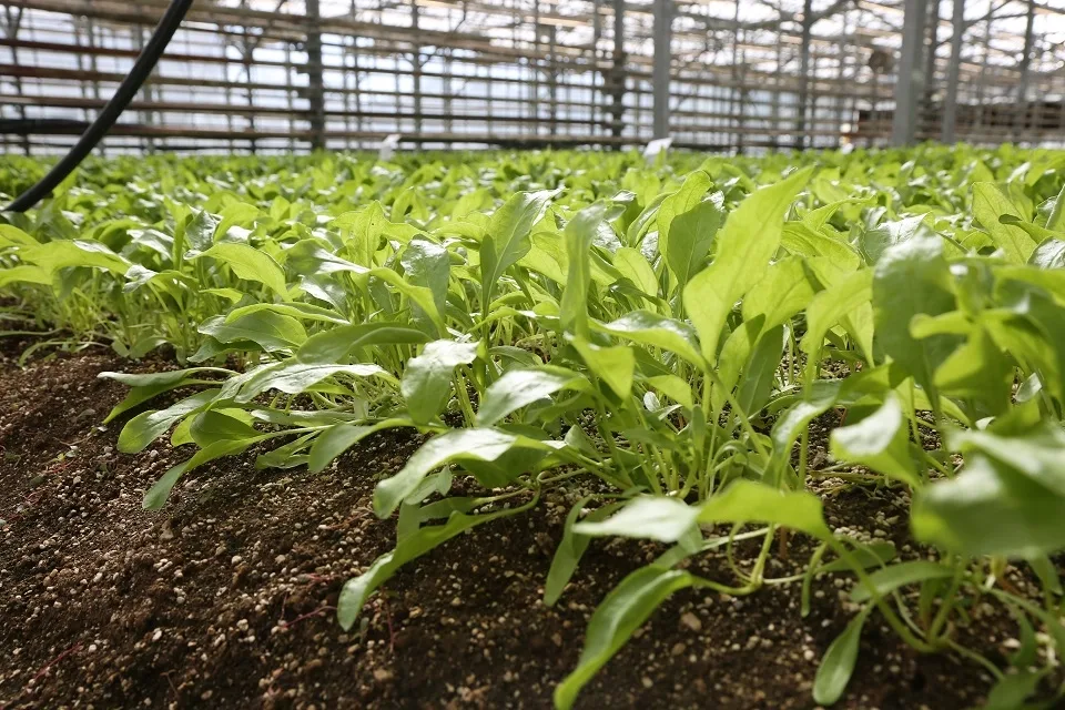 Konya Şeker’in iştiraki Beta Ziraat A.Ş., dünyada yalnızca birkaç firmanın