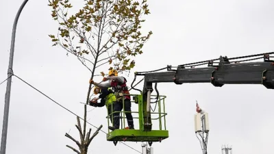 Maltepe Belediyesi, budama mevsiminin başlamasıyla birlikte ilçedeki ağaçları, sağlıklı büyüyebilmesi