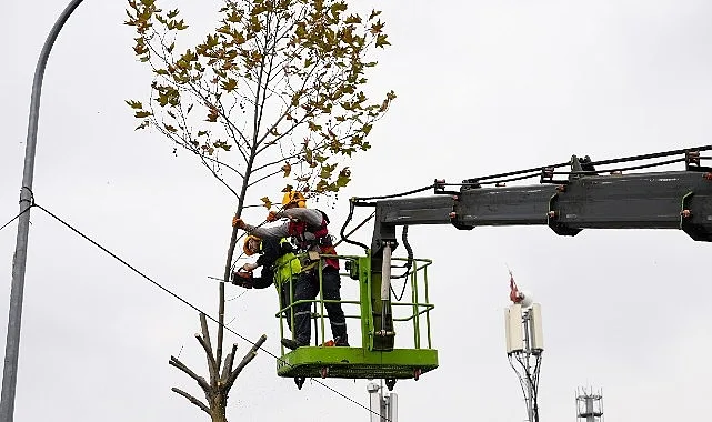 Maltepe Belediyesi, budama mevsiminin başlamasıyla birlikte ilçedeki ağaçları, sağlıklı büyüyebilmesi