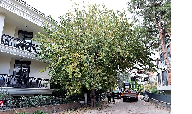 Maltepe Belediyesi, budama döneminin başlamasıyla birlikte ilçe genelinde sürdürdüğü budama