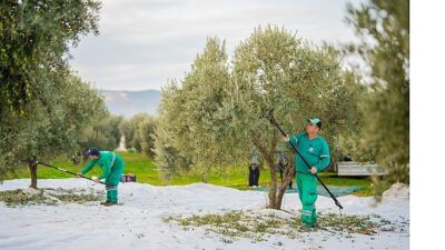 Milas Belediyesi ilçemizin bereketli topraklarında zeytin hasadına başladı.