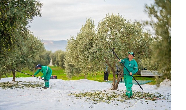 Milas Belediyesi ilçemizin bereketli topraklarında zeytin hasadına başladı.
