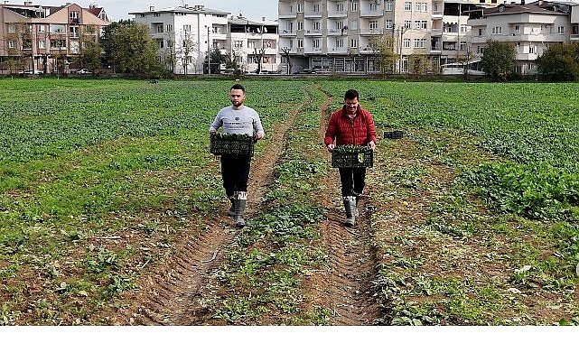 Osmangazi Belediyesi’nin hayata geçirdiği doğal tarım çalışmaları kapsamında tamamen ilaçsız