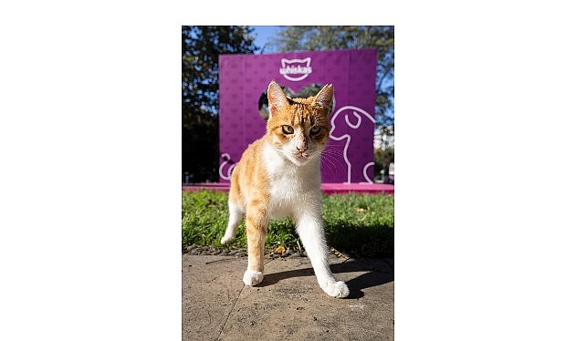 Shane Larkin Vakfı, WHISKAS®’ın Toplumsal Empatiyi Güçlendiren Projesi “Gör Beni”