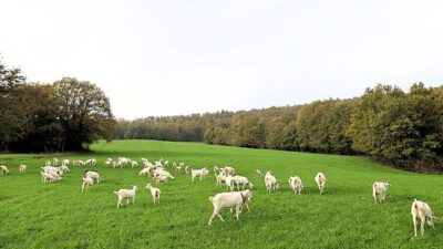 Kocaeli Büyükşehir Belediyesi’nin yüzde 75 hibeli süt otu desteği tarlaları