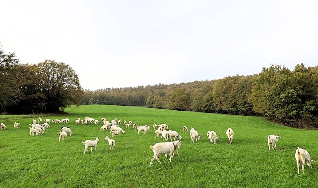 Kocaeli Büyükşehir Belediyesi’nin yüzde 75 hibeli süt otu desteği tarlaları