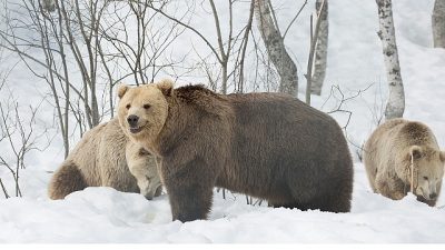 Finlandiya’nın kuzey ormanlarında yaşam, mevsimlere karşı verilen bir hayatta kalma