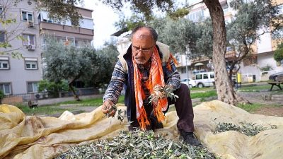 Dayanışmanın en güzel örneklerinden birini sergileyen Buca’da, zeytin hasadından elde