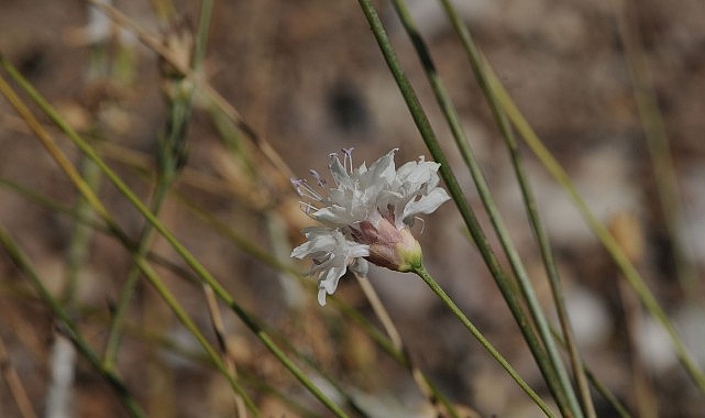 Emekli Fen Bilgisi Öğretmeni Rıfat Özdemir’in doğa yürüyüşü sırasında dikkatini