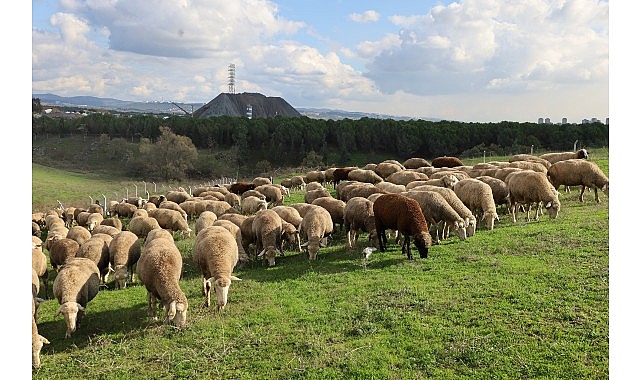 Kocaeli Büyükşehir Belediyesi’nin tarım ve hayvancılığı güçlendirmek amacıyla uyguladığı “Damızlık