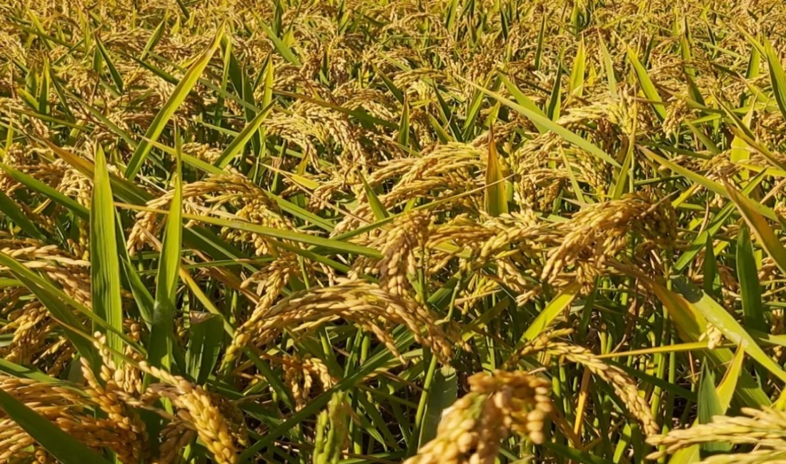 Edirne Milletvekili Ediz Ün, Ekim ayında pirinç ithalatının 13 kat